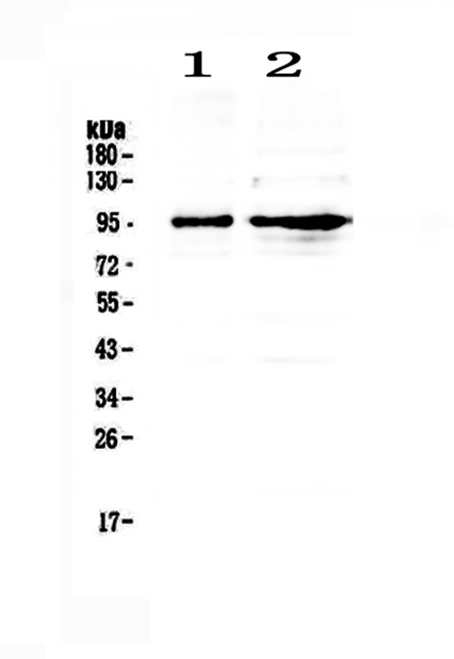 1 - Anti-PSD95 Picoband Antibody ABO12488