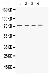 1 - Anti-Kv1.4 Picoband Antibody ABO12493
