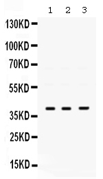 1 - Anti-POLB Picoband Antibody ABO12498