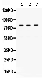 1 - Anti-POLH Picoband Antibody ABO12499
