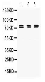 1 - Anti-PRC1 Picoband Antibody ABO12500