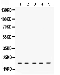 1 - Anti-RAP1A Picoband Antibody ABO12502