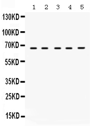 1 - Anti-Munc18-1 Picoband Antibody ABO12505