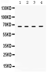 1 - Anti-STXBP2 Picoband Antibody ABO12506