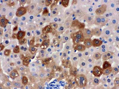 2 - Anti-SULT2A1 Picoband Antibody ABO12507
