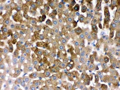 2 - Anti-SULT2A1 Picoband Antibody ABO12507