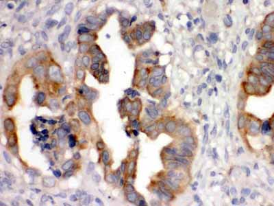 2 - Anti-SULT2B1 Picoband Antibody ABO12508