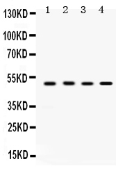 1 - Anti-SULT2B1 Picoband Antibody ABO12508