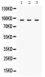 1 - Anti-TAP1 Picoband Antibody ABO12509