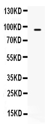 1 - Anti-TAP2 Picoband Antibody ABO12510