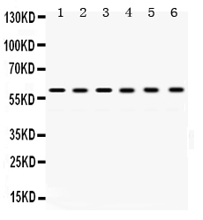 1 - Anti-TCP1 Alpha Picoband Antibody ABO12512