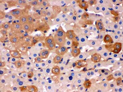2 - Anti-Transferrin Picoband Antibody ABO12513