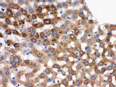 2 - Anti-Transferrin Picoband Antibody ABO12513