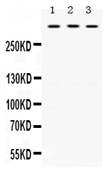 1 - Anti-TNXB Picoband Antibody ABO12519