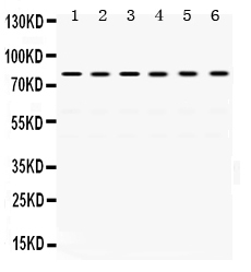 1 - Anti-TRAP1 Picoband Antibody ABO12520