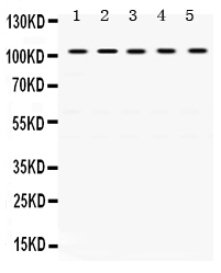 1 - Anti-KAP1 Picoband Antibody ABO12521