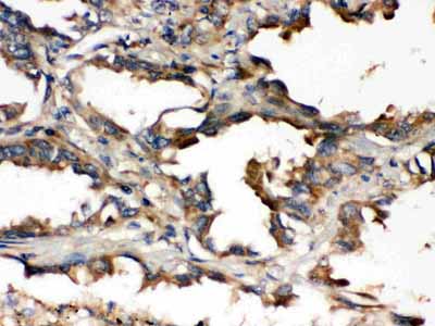 2 - Anti-UBE2Q2 Picoband Antibody ABO12525