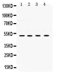 1 - Anti-UBE2Q2 Picoband Antibody ABO12525