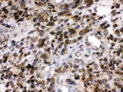 2 - Anti-PGP9.5 Picoband Antibody ABO12526