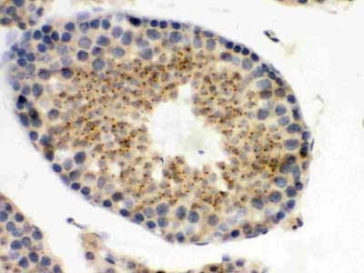 2 - Anti-UPF3B/RENT3B Picoband Antibody ABO12529