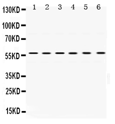 1 - Anti-UPF3B/RENT3B Picoband Antibody ABO12529