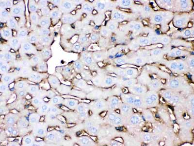 2 - Anti-APOA1 Antibody ABO12530