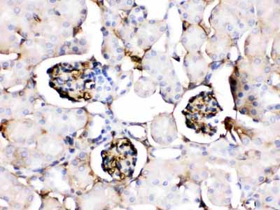 2 - Anti-APOA1 Antibody ABO12530