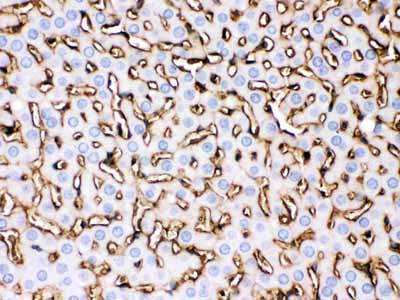 2 - Anti-APOA1 Antibody ABO12531