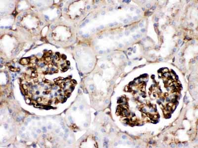 2 - Anti-APOA1 Antibody ABO12531