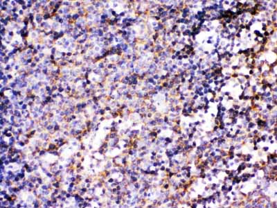 2 - Anti-BCAR3 Picoband Antibody ABO12532