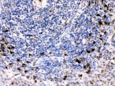2 - Anti-BCAR3 Picoband Antibody ABO12532