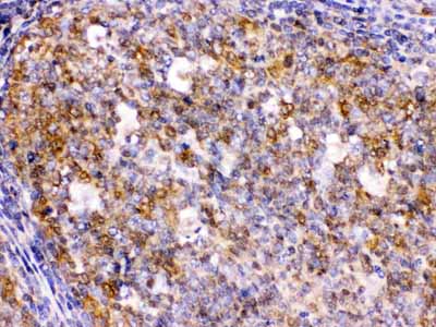 2 - Anti-BCAR3 Picoband Antibody ABO12532