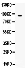 1 - Anti-BCAR3 Picoband Antibody ABO12532