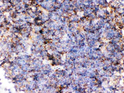 2 - Anti-CD14 Picoband Antibody ABO12533