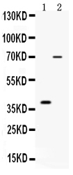 1 - Anti-CD46 Picoband Antibody ABO12534