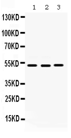 1 - Anti-Cdc25C Picoband Antibody ABO12535