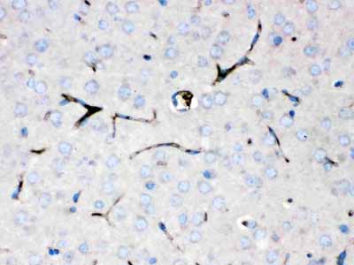 2 - Anti-Ceruloplasmin Picoband Antibody ABO12539