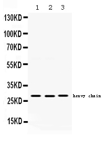1 - Anti-Cathepsin D Picoband Antibody ABO12540