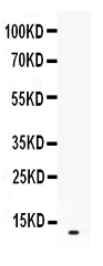 1 - Anti-MIP-2 Antibody ABO12543