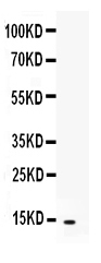 1 - Anti-CXCL5/ENA-78 Antibody ABO12545