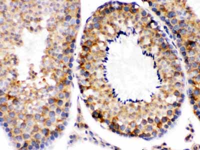 2 - Anti-Diablo/SMAC Picoband&trade;  Antibody ABO12546
