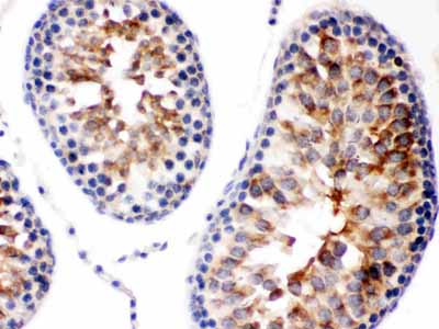 2 - Anti-Diablo/SMAC Picoband&trade;  Antibody ABO12546