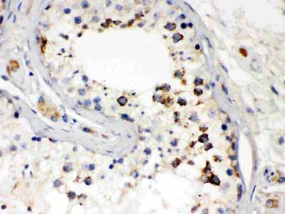 2 - Anti-Diablo/SMAC Picoband&trade;  Antibody ABO12546
