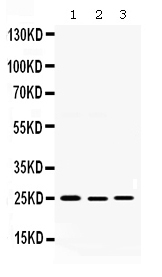 1 - Anti-Diablo/SMAC Picoband&trade;  Antibody ABO12546