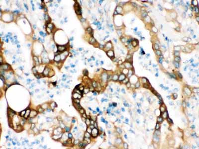 2 - Anti-FASN Picoband Antibody ABO12551