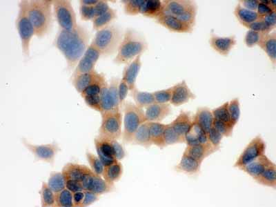 2 - Anti-FASN Picoband Antibody ABO12551