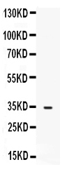 1 - Anti-FGF23 Picoband Antibody ABO12554