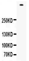 1 - Anti-Filaggrin Picoband Antibody ABO12556