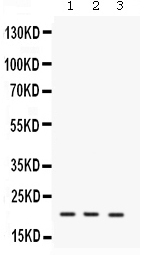 1 - Anti-IL-7 Picoband Antibody ABO12557