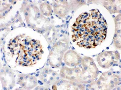 2 - Anti-Nestin Picoband Antibody ABO12560